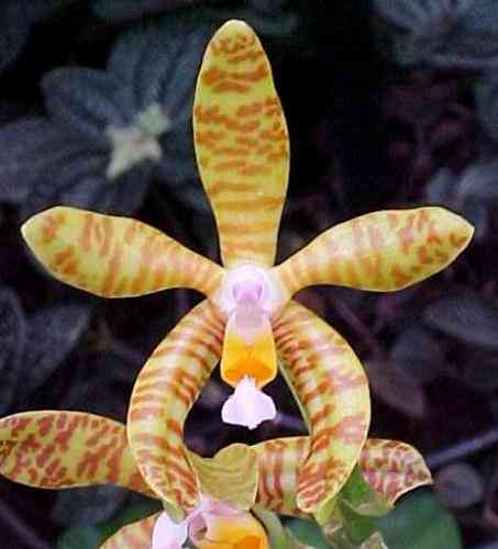 Phalaenopsis lueddemanniana   